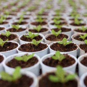 prolonged-grow-season
